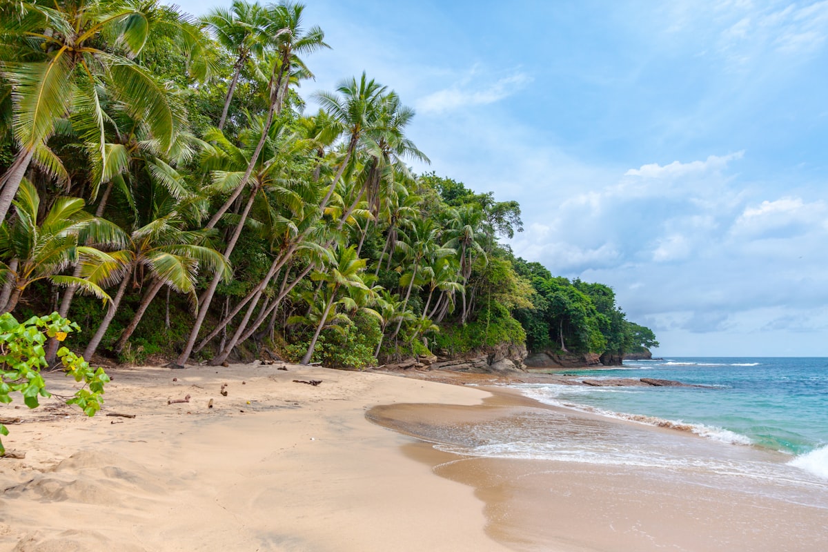 Turquoise Caribbean Sea coastline with palm trees and white sand